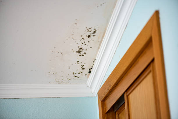 Best Certified Mold Removal  in USA